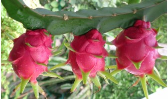 Thanh long tươi Việt Nam chính thức lên kệ siêu thị Australia